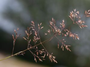 Agrostis capillaris - Common Bent - Rödven