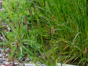 Alopecurus geniculatus - Marsh Foxtail - Kärrkavle