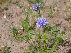 Gilia achilleifolia - California Gilia - Fjädergilia