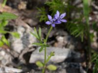 Gilia achilleaefolia Utsiktsvägen, Malmö, Skåne, Sweden 20210606_0019