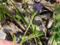 Gilia achilleaefolia Utsiktsvägen, Malmö, Skåne, Sweden 20210606_0024