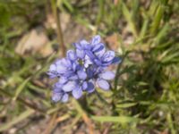 Gilia achilleifolia Ribersborgsstigen handikappbadet, Ribersborg, Malmö, Skåne, Sweden 20200603_0047