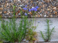 Gilia capitata Lodgatan, Malmö, Skåne, Sweden 20190519_0001