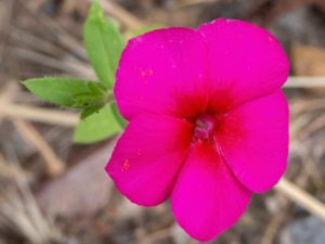 Phlox drummondii - Annual Phlox - Sommarflox