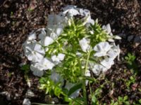 Phlox paniculata Tirups Örtagård, Staffanstorp, Skåne, Sweden 20220921_0011