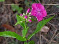 Phlox paniculata Ulricedal, Malmö, Skåne, Sweden 20200822_0052