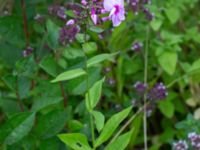 Phlox paniculata Ulricedal, Malmö, Sweden 20190724_0062