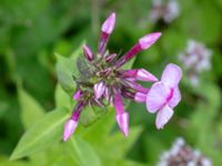 Phlox paniculata Ulricedal, Malmö, Sweden 20190724_0063