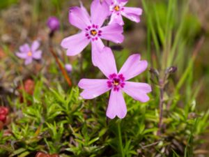 Phlox subulata - Creeping Phlox - Mossflox