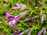 Phlox subulata Holma koloniområde, Svedala, Skåne, Sweden 20240507_0024