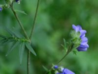 Polemonium caeruleum Pydden, Holmeja, Svedala, Skåne, Sweden 20160617_0093