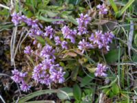 Polygala amarella Gyetorpskärret, Kristianstad, Skåne, Sweden 20150514_0183