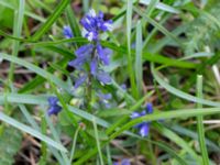 Polygala amarella Gynge alvar, Mörbylånga, Öland, Sweden 20150606_0113