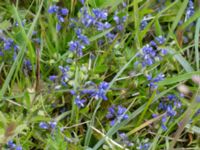 Polygala amarella Sebyläge, Mörbylånga, Öland, Sweden 20150607_0095