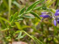 Polygala amarella Skanörs ljung, Skanör, Vellinge, Skåne, Sweden 20170609_0068