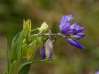 Polygala amarella Skanörs ljung, Skanör, Vellinge, Skåne, Sweden 20170609_0069