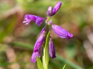 Polygala comosa - Toppjungfrulin