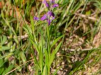 Polygala comosa Getvägen, Täppet, Åhus, Kristianstad, Skåne, Sweden 20220626_0122