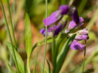 Polygala comosa Getvägen, Täppet, Åhus, Kristianstad, Skåne, Sweden 20220626_0123