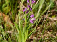 Polygala comosa Getvägen, Täppet, Åhus, Kristianstad, Skåne, Sweden 20220626_0125