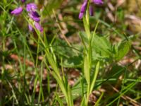 Polygala comosa Getvägen, Täppet, Åhus, Kristianstad, Skåne, Sweden 20220626_0127