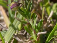 Polygala serpyllifolia Skanörs ljung, Falsterbohalvön, Vellinge, Skåne, Sweden 20170618_0135