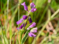 Polygala vulgaris Getvägen, Täppet, Åhus, Kristianstad, Skåne, Sweden 20220626_0124