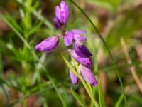 Polygala vulgaris Getvägen, Täppet, Åhus, Kristianstad, Skåne, Sweden 20220626_0128