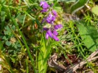 Polygala vulgaris Getvägen, Täppet, Åhus, Kristianstad, Skåne, Sweden 20220626_0131