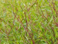 Aconogonon divaricatum Scoutstugan, Bunkeflo strandängar, Malmö, Skåne, Sweden 20170705_0039