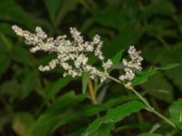 Aconogonon x fennicum Stentå, Tuve, Göteborg, Västergötland, Sweden 20190716_0536