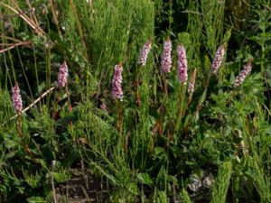 Bistorta affinis - Himalayan Fleeceflower - Bergormrot