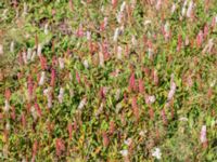 Bistorta affinis Klagstorp, Näsum, Kristianstad, Skåne, Sweden 20160827_0131