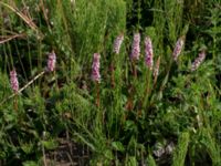 Bistorta affinis Klosterängshöjden, Lund, Skåne, Sweden 20150612_0062