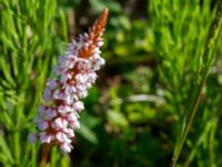 Bistorta affinis Klosterängshöjden, Lund, Skåne, Sweden 20150612_0066