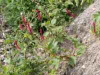 Bistorta amplexicaulis Jordhögar S grodreservatet, Norra hamnen, Malmö, Skåne, Sweden 20160729_0072