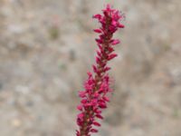 Bistorta amplexicaulis Jordhögar S grodreservatet, Norra hamnen, Malmö, Skåne, Sweden 20160729_0074