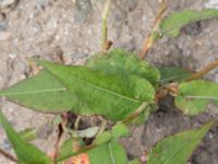 Bistorta amplexicaulis Jordhögar S grodreservatet, Norra hamnen, Malmö, Skåne, Sweden 20160729_0075