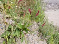 Bistorta amplexicaulis Jordhögar S grodreservatet, Norra hamnen, Malmö, Skåne, Sweden 20160729_0077