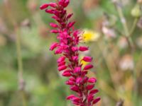 Bistorta amplexicaulis Jordhögar S grodreservatet, Norra hamnen, Malmö, Skåne, Sweden 20160729_0081