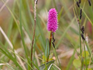 Bistorta officinalis - European Bistort - Stor ormrot