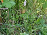 Bistorta officinalis Åkerlund och Rausings väg, Lund, Skåne, Sweden 20180602_0004