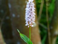 Bistorta officinalis Åkerlund och Rausings väg, Lund, Skåne, Sweden 20180602_0006