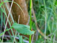 Bistorta officinalis Åkerlund och Rausings väg, Lund, Skåne, Sweden 20180602_0007