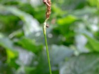 Bistorta officinalis Ödetomt Gunnarpsvägen, Tjörnarp, Höör, Skåne, Sweden 20200725_0228