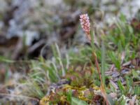 Bistorta vivipara Nordkalottenleden, Torne lappmark, Lappland, Sweden 20150709_0690