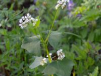 Fagopyrum esculentum Botaniska trädgården, Lund, Skåne, Sweden 20180821_0039