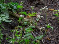 Fagopyrum esculentum Katrinetorp, Malmö, Skåne, Sweden 20170827_0022