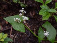 Fagopyrum esculentum Katrinetorp, Malmö, Skåne, Sweden 20170827_0023