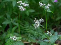 Fagopyrum esculentum Katrinetorp, Malmö, Skåne, Sweden 20170827_0028